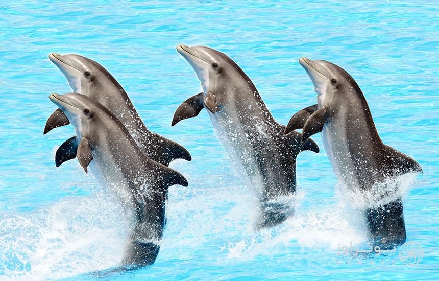 چهار دلفین درحال پرش از آب در دلفیناریوم دبی